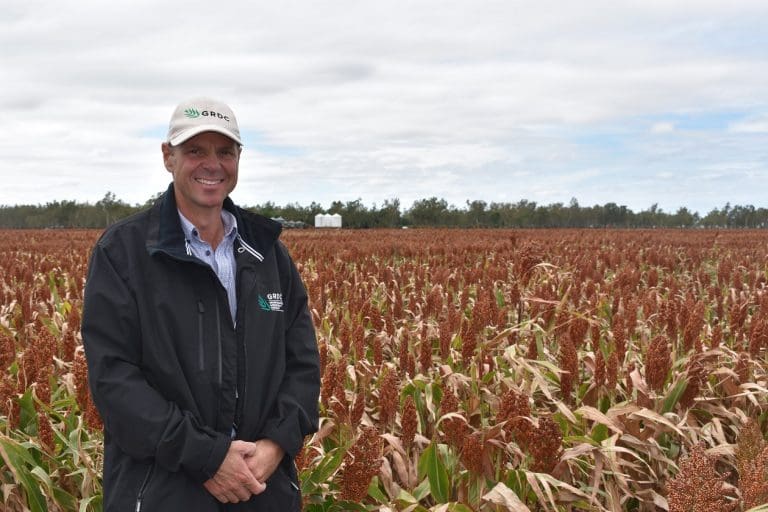 First Sorghum Variety Performance Report Released Grain Central