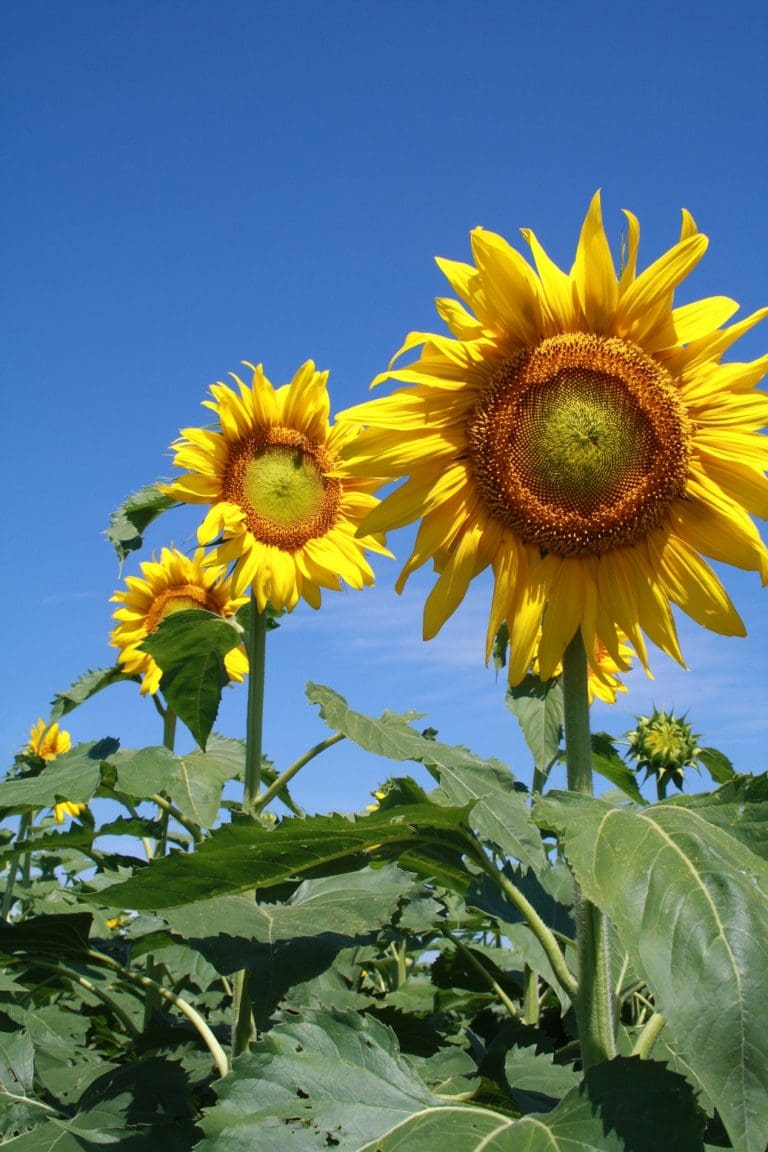 Sunflower industry at tipping point - Grain Central