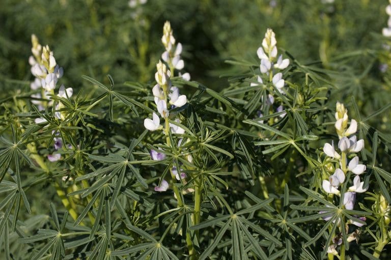 Late season spray for budworm in lupins - Grain Central