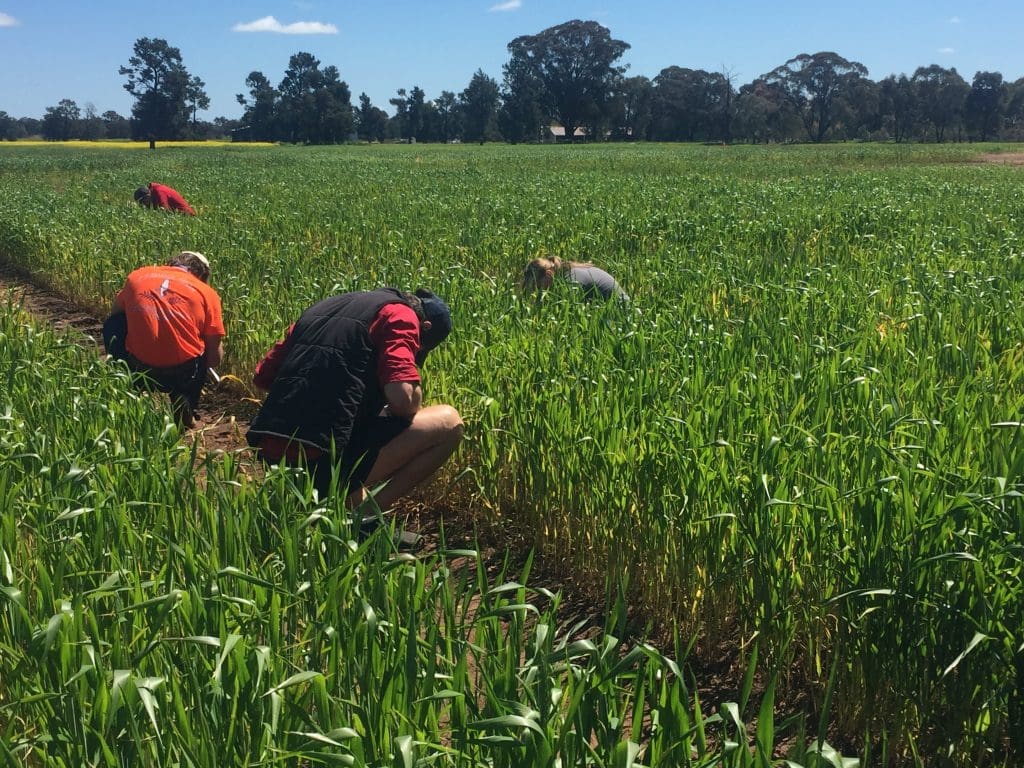 Uni students hone cropping skills for annual crops competition - Grain ...