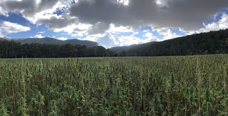 WA Hemp Industry Set For Expansion - Grain Central