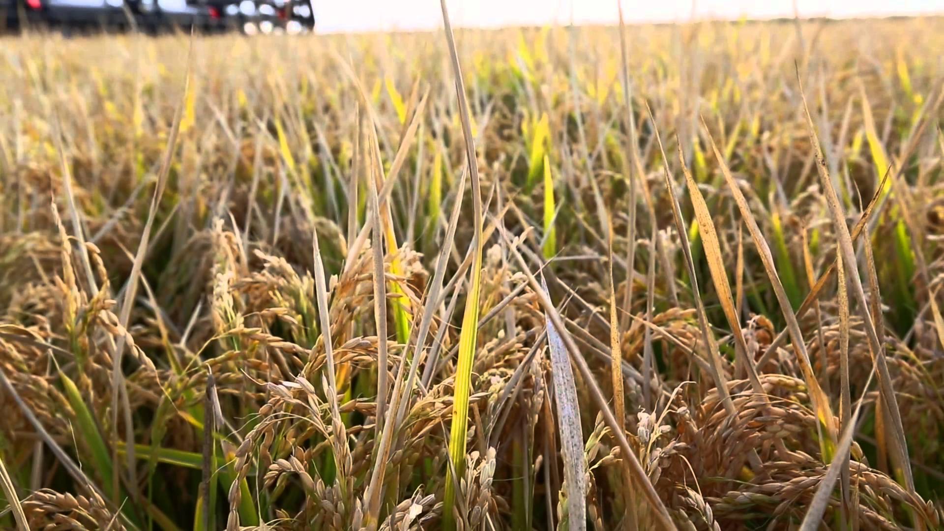 Crop year. Rice grow. Rice in Australia. Rice grow in Cold climates.. Where Rice is grown in Australia.