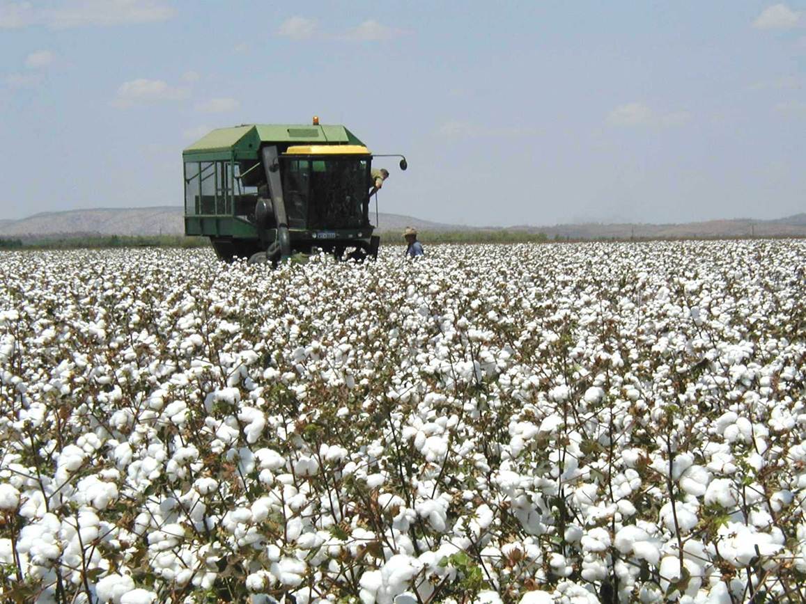 COVID19 drives down global cotton demand USDA Grain Central