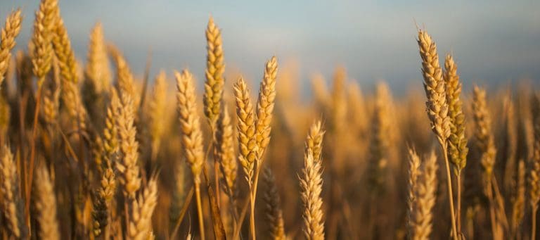 update-two-more-shipments-of-canadian-wheat-to-australia-approved