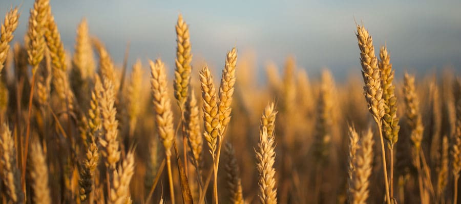 UPDATE: Two more shipments of Canadian wheat to Australia approved ...