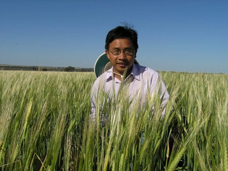 New insights into barley head loss - Grain Central