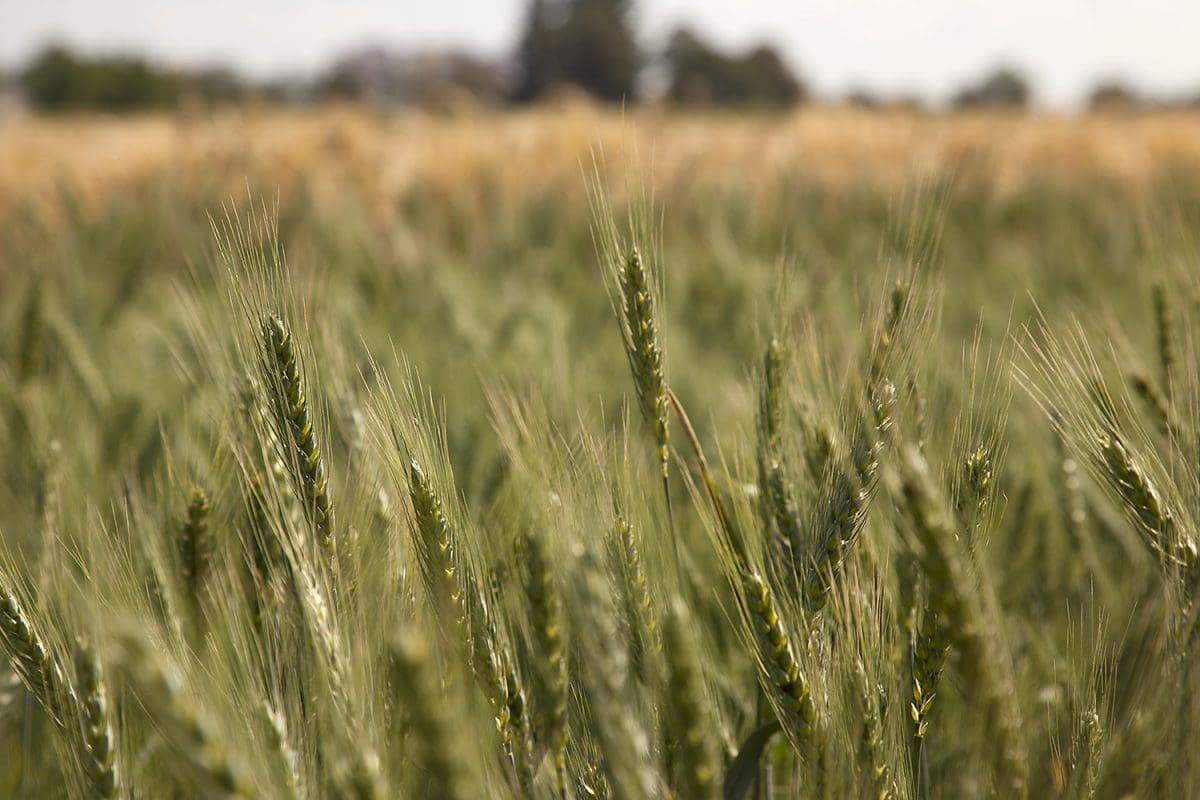 Ag production falls for third year in row: ABARES - Grain Central