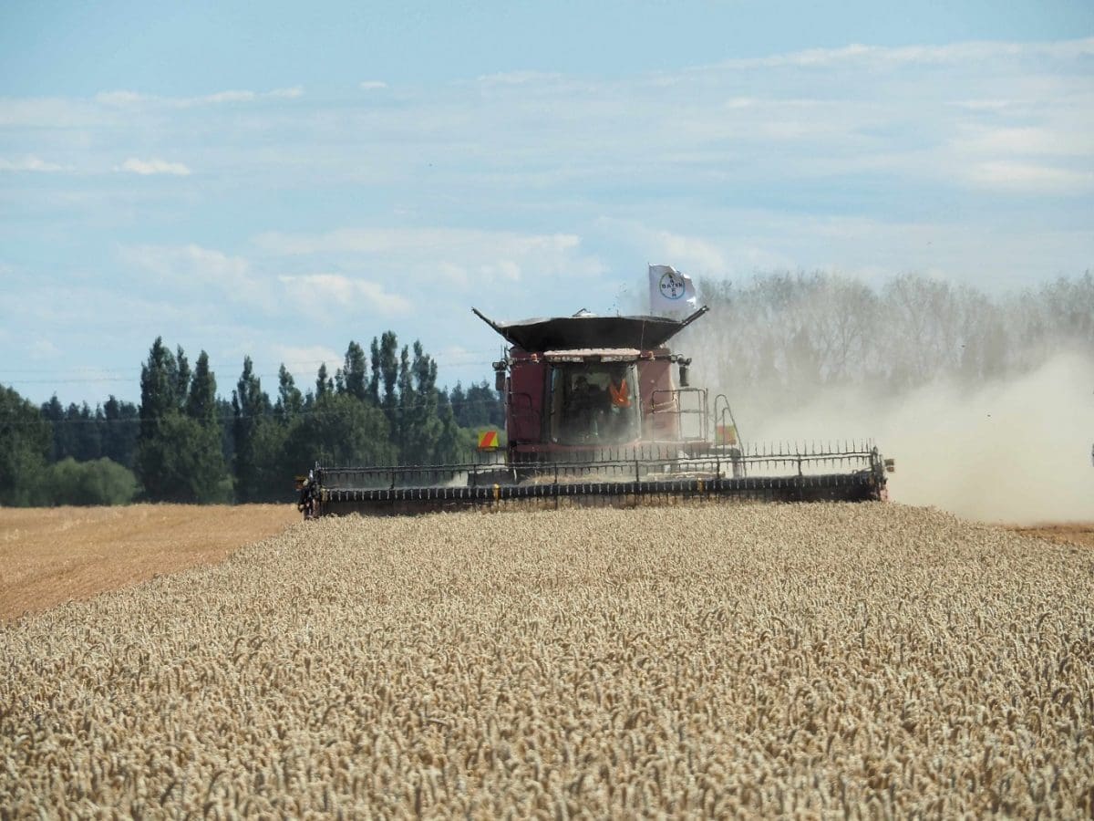 New Zealand Wheat Crop Breaks World Yield Record Grain Central