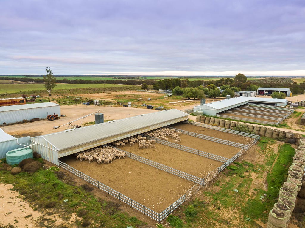 Renowned SA Mixed Farm On Offer With Buckley s Glenrae Grain Central