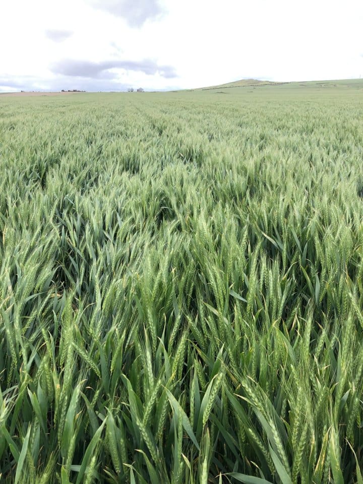 Dry WA, ideal SE alter Australian wheat, barley forecasts - Grain Central