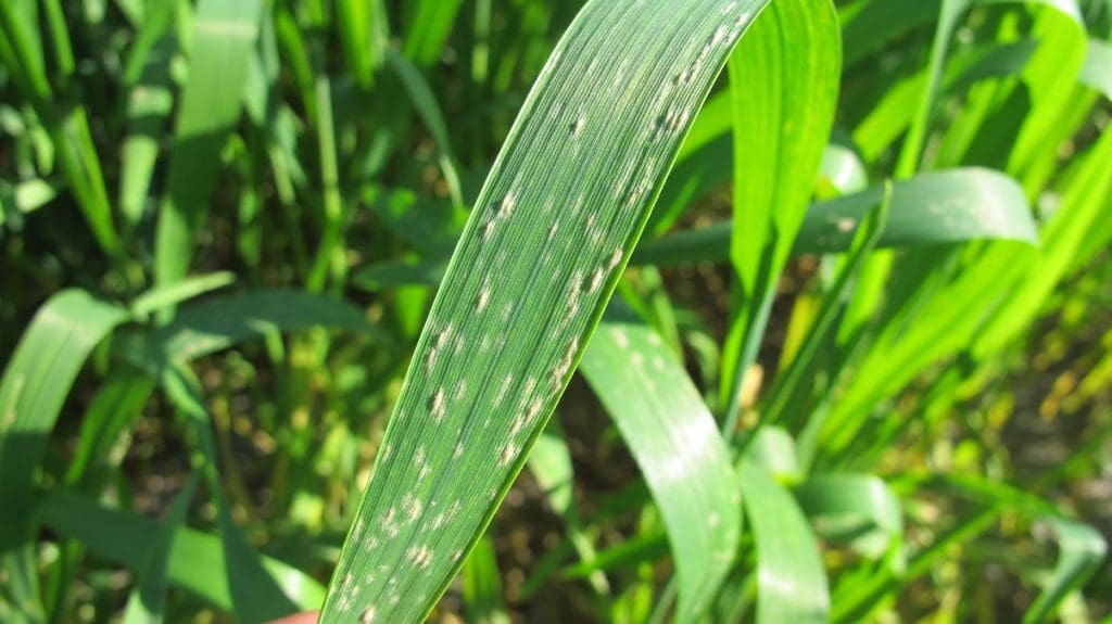 Dmi Resistance In Wheat Powdery Mildew Confirmed For First Time - Grain 