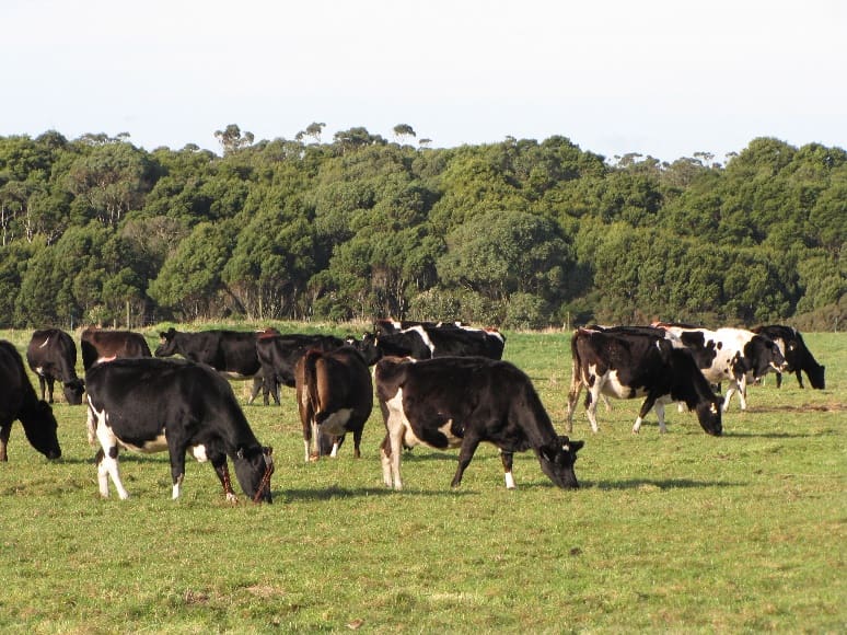 Prime Value expands with part Van Dairy buy from Chinese owners - Beef ...