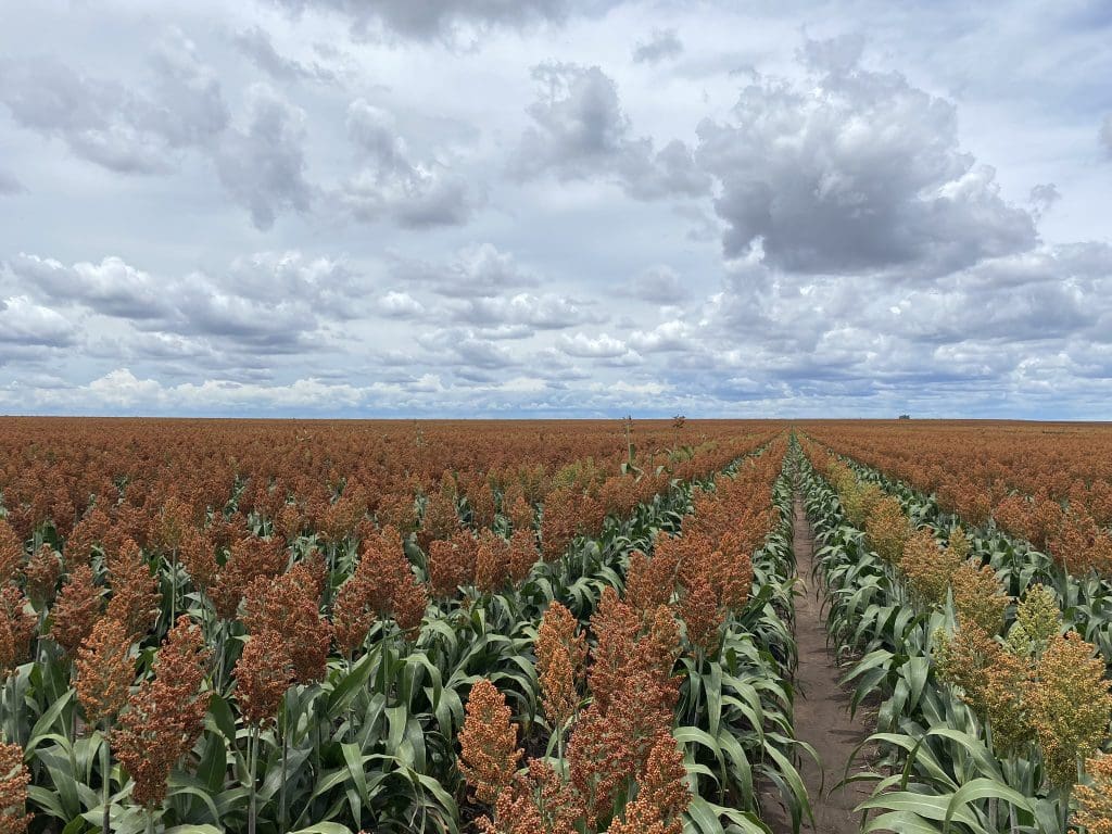 Bumper Sorghum Harvest Kicks Off On Downs - Grain Central