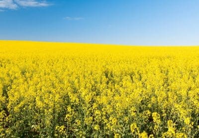 Australian canola exports drop 15pc in May - Grain Central