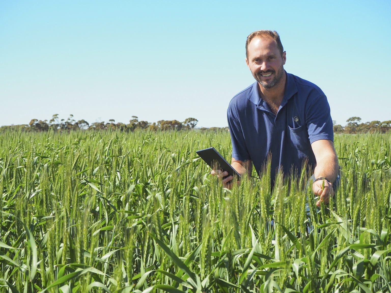 Trials start in search for heat-tolerant varieties - Grain Central