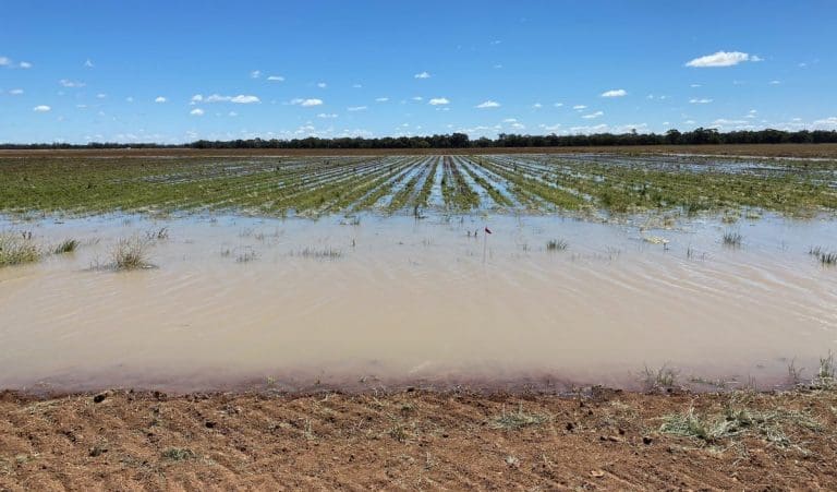 Top Rice Growers In The World