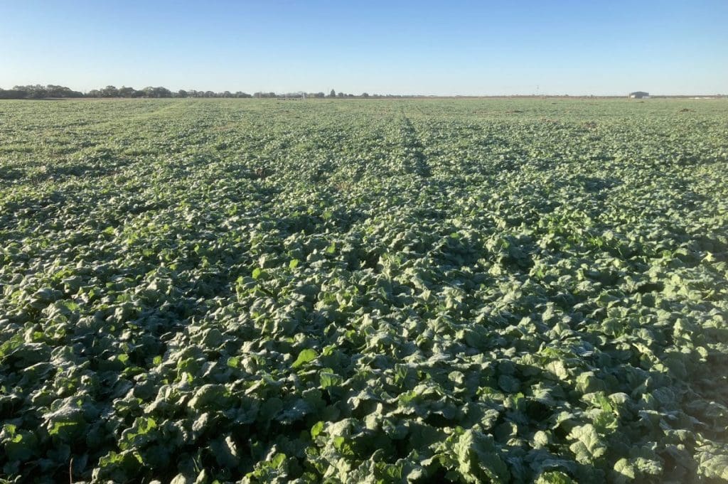 Australia ships 600,853t March canola in record half year - Grain Central