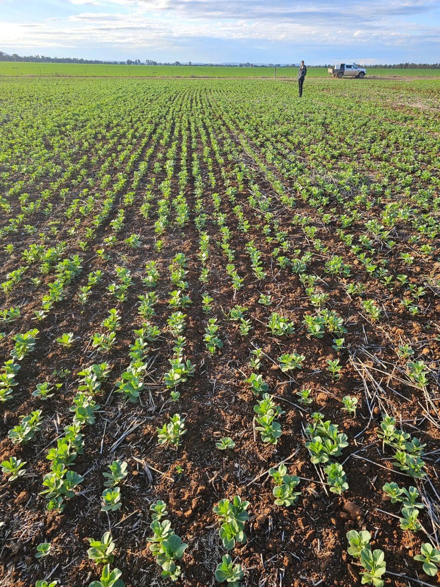 Pulse Update: Faba, lentil crops off to strong start