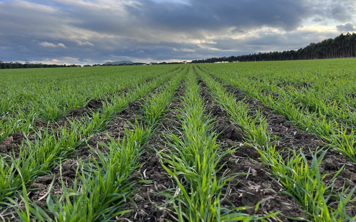 Feedgrain Focus: Markets flat as rain misses NNSW