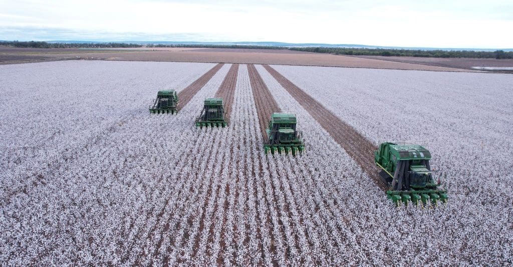 Exceptional quality reported as cotton picking nears end - Grain Central