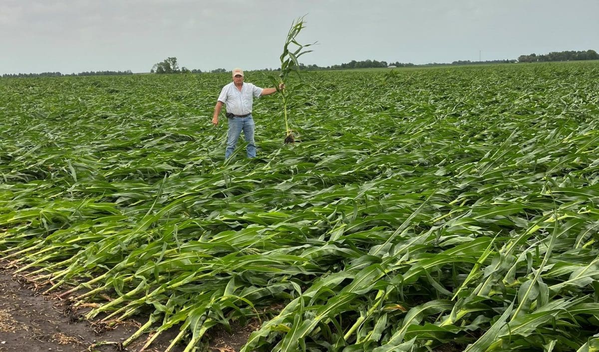 USDA update startles global grain markets Grain Central