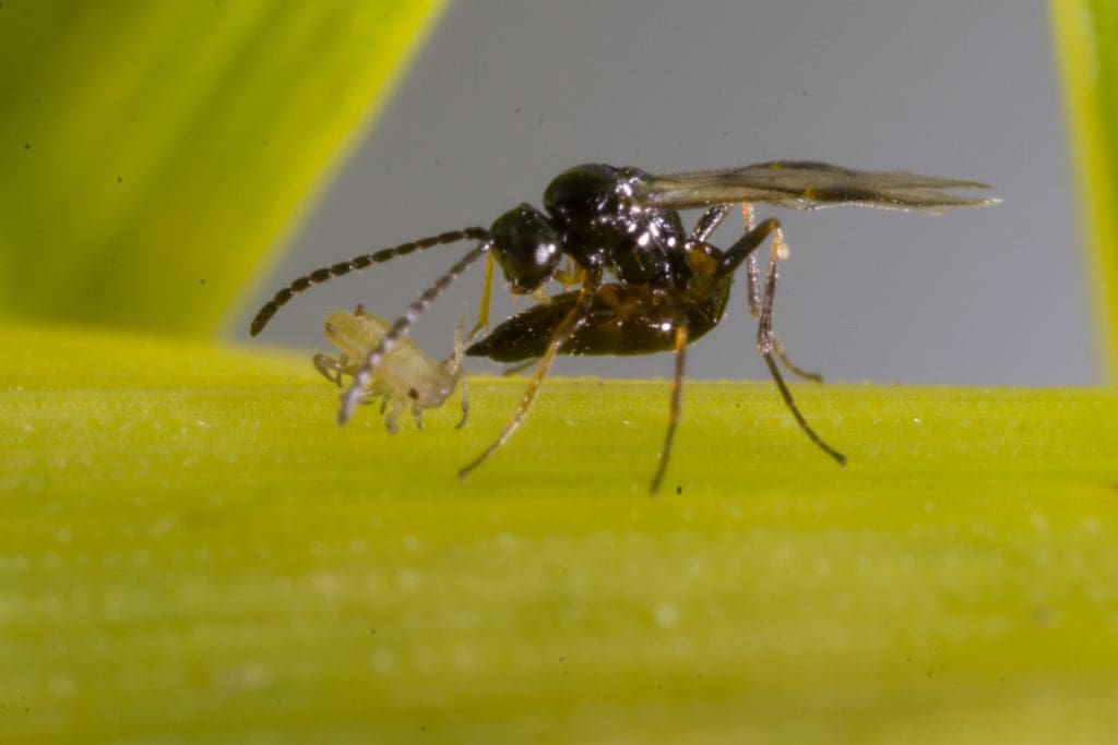 'beneficials' Scoped For Ability To Control Pests In Canola - Grain Central