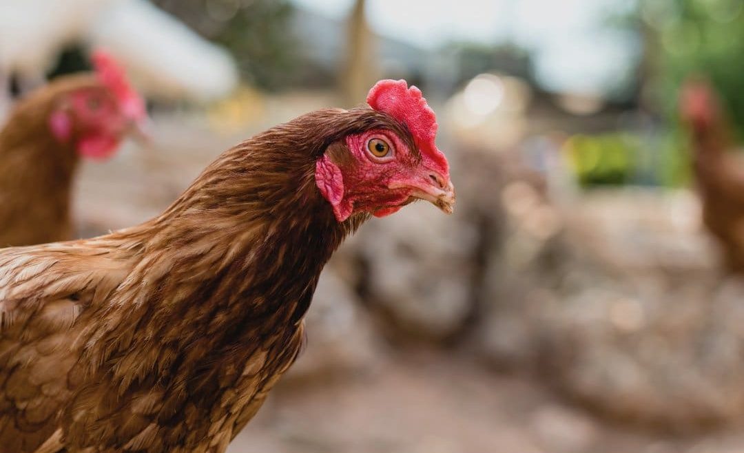 Avian influenza H7N8 detected on Hawkesbury egg farm – Grain Central