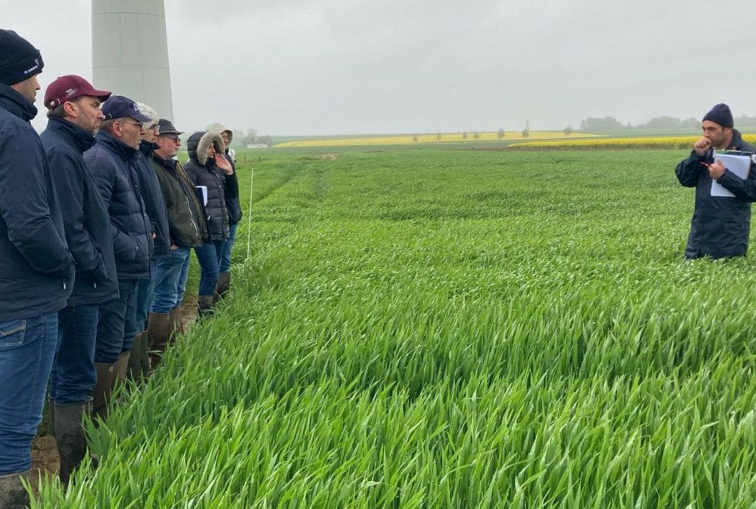 Rain dogs EU grain crops – Grain Central