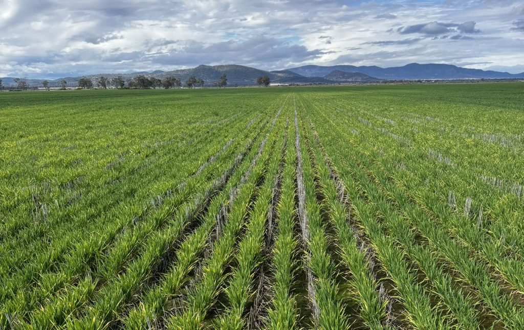 feedgrain-focus-nearby-values-firm-despite-patchy-rain-sheep-central